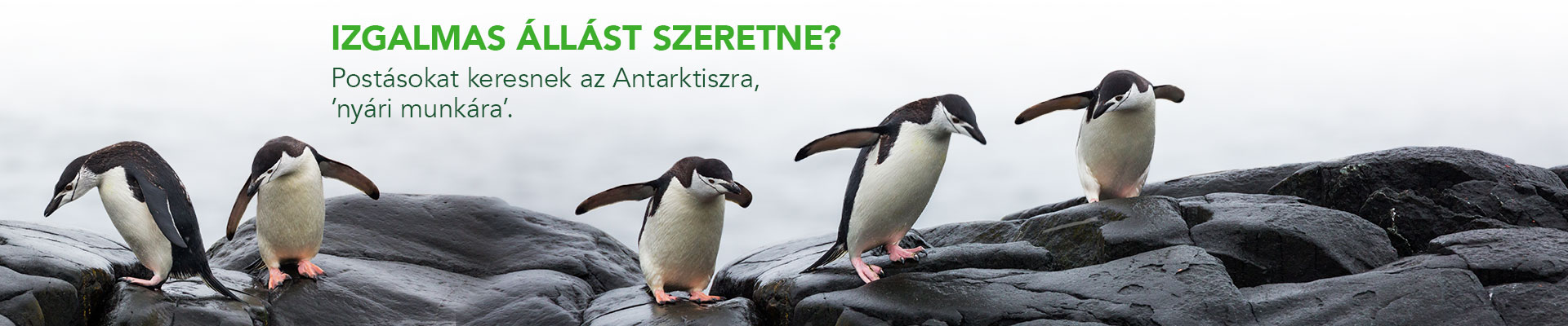 A képen 5 pingvin látható