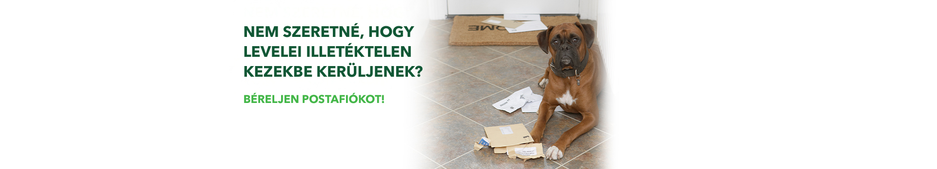 Fiókbérlet: a képen egy kutya látható, körülötte levelek